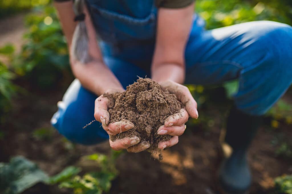 Hands holding a scoop of healthy soil